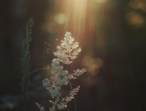 Illustration symbolique pour apprendre à méditer au quotidien, et vivre l'instant présent en pleine conscience