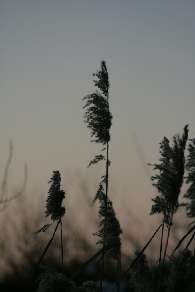 Image qui symbolise les bienfaits de la méditation de pleine conscience sur le corps et l'esprit