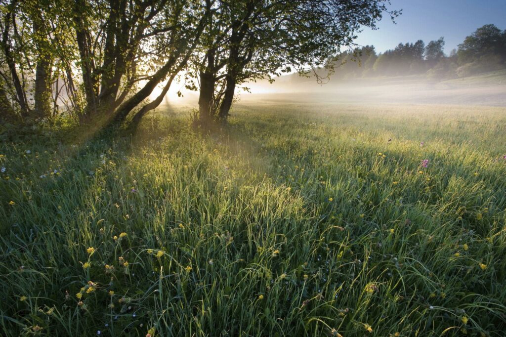 Prairie naturelle pour un atelier de méditation guidée en ligne